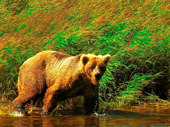 Uno de los animales más buscados de Alaska es este... el Gran Oso del que hay varias especies